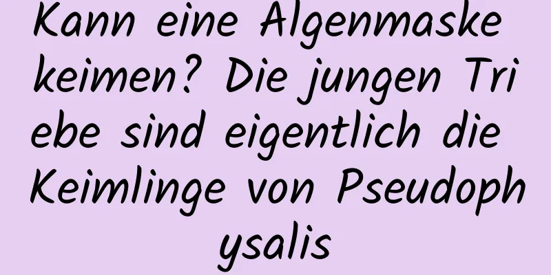 Kann eine Algenmaske keimen? Die jungen Triebe sind eigentlich die Keimlinge von Pseudophysalis